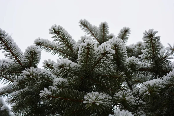 Green Branches Christmas Tree Spruce Pine Layer White Snow Covered — Stock Photo, Image