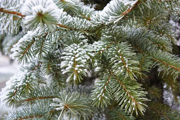 Green Branches Christmas Tree Spruce Pine Layer White Snow Covered — Stock Photo, Image