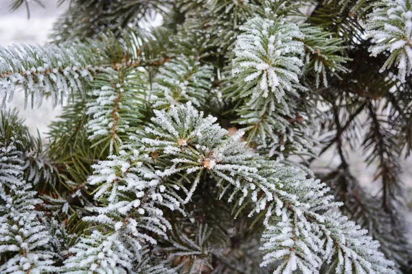 Zielone Gałęzie Choinki Świerku Sosny Pod Warstwą Białego Śniegu Pokrytego — Zdjęcie stockowe