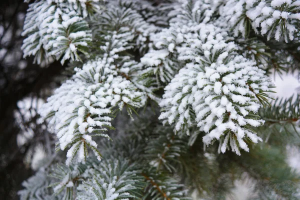 Green Branches Christmas Tree Spruce Pine Layer White Snow Covered — Stock Photo, Image