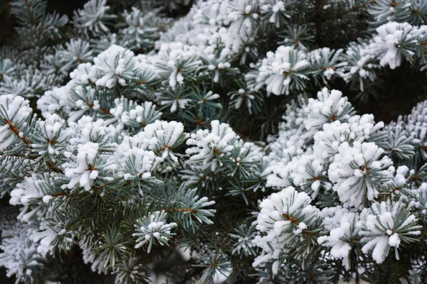 圣诞树的绿枝 松树下的一层白雪覆盖着霜冻和雪花 美丽的冬季背景 情绪愉悦 — 图库照片