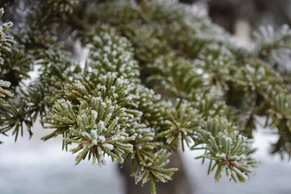 Green Branches Christmas Tree Spruce Pine Layer White Snow Covered — Stock Photo, Image