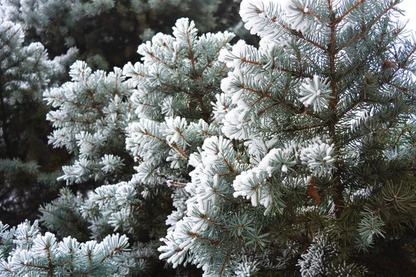圣诞树的绿枝 松树下的一层白雪覆盖着霜冻和雪花 美丽的冬季背景 情绪愉悦 — 图库照片