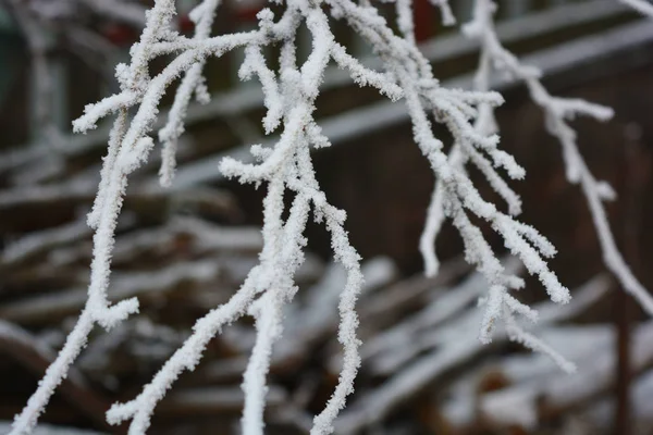 Bella Grande Verka Rami Gelso Melo Alberi Decorati Con Neve — Foto Stock