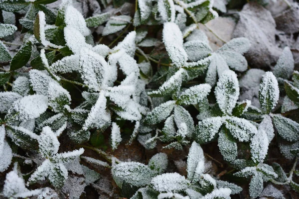 Зелене Листя Осіннього Фарбування Лежить Під Білим Снігом Морози Взимку — стокове фото