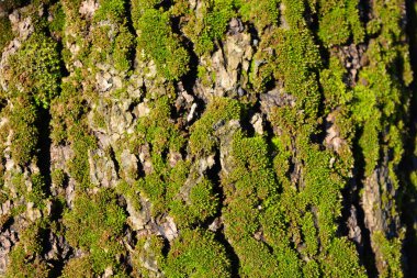 Antik, eski bir kayısı ağacı kabuğu Tüylü yeşil yosun ile aydınlatılır Bahar güneşinin ışınlarıyla.