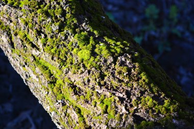Kayısı ağacı, ağaç dalları ve yeşil tüylü yosunlar bahar güneşiyle aydınlanıyor..