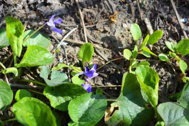Renkli bahar çiçekleri menekşe rengi vahşi sokak menekşeleri baharda sokaklarda büyüyor..