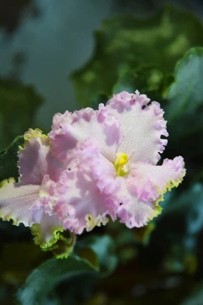 Flores Rosadas Casa Violeta Florecieron Con Pétalos Brillantes Hojas Giratorias — Foto de Stock