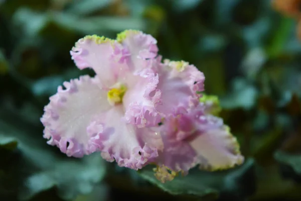 紫罗兰的粉红花朵绽放着明亮的花瓣 在绿叶中 有旋转的叶子 有闪光的花瓣和毛茸茸的花边 — 图库照片