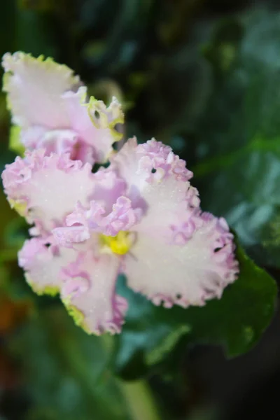 Rosa Blommor Hem Violett Blommade Med Ljusa Kronblad Snurrande Blad — Stockfoto