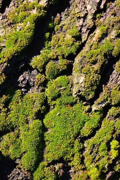 Eine Uralte Alte Marillenbaumrinde Mit Flauschigem Grünen Moos Das Von — Stockfoto