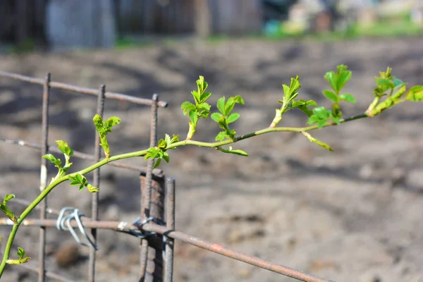 Green Branch Young Rose Stalk Growing Street Spring Leaves — Stock Photo, Image