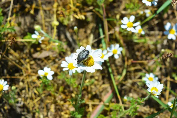 Bright Field Medicinal Plants Flowers Kamilla Matricaria Recutita Chamomile White — Stock Photo, Image