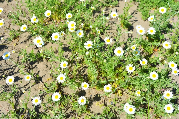 Ljusa Fält Och Medicinalväxter Blommor Kamilla Matricaria Recutita Kamomill Med — Stockfoto