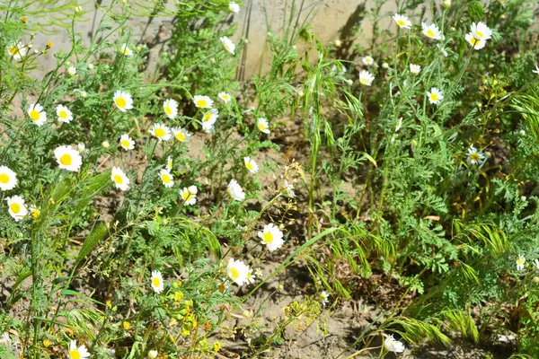 Campo Brillante Plantas Medicinales Flores Kamilla Matricaria Recutita Manzanilla Con —  Fotos de Stock