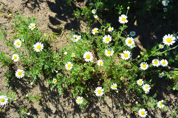 Parlak Tarlalar Şifalı Bitkiler Çiçekler Kamilla Matricaria Recutita Beyaz Yapraklı — Stok fotoğraf