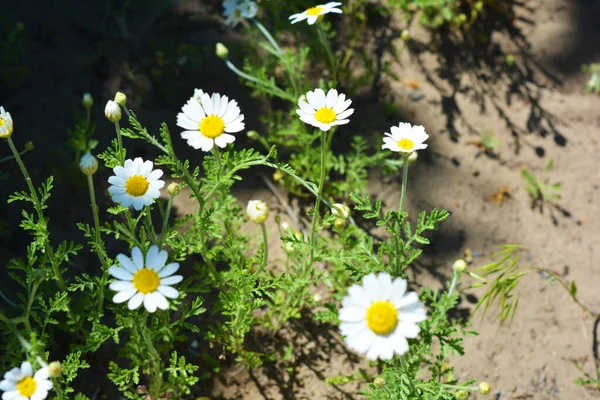 Ljusa Fält Och Medicinalväxter Blommor Kamilla Matricaria Recutita Kamomill Med — Stockfoto