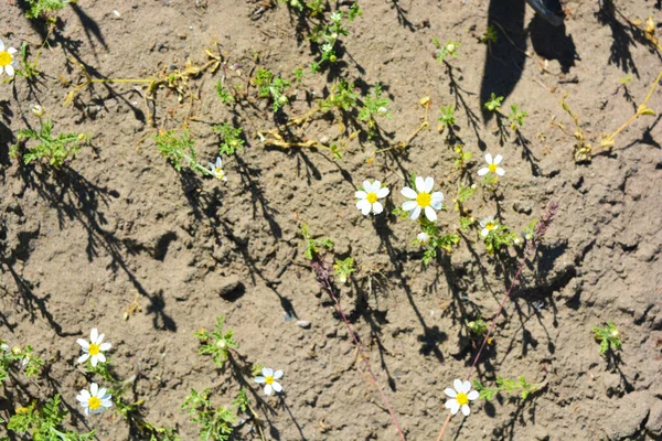 Bright Field Medicinal Plants Flowers Kamilla Matricaria Recutita Chamomile White — Stock Photo, Image