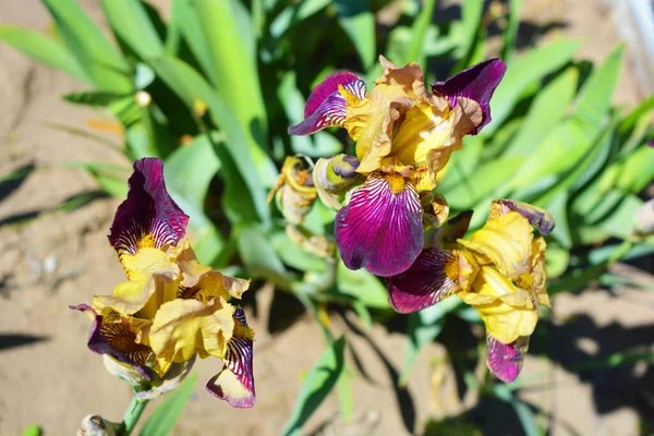 Helder Paars Gouden Irissen Met Exclusieve Bloemen Groeien Een Gele — Stockfoto