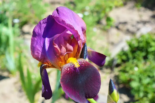 Koninklijke Grote Paarse Fluwelen Iris Bloemen Groeien Langs Straat Zelfgemaakte — Stockfoto