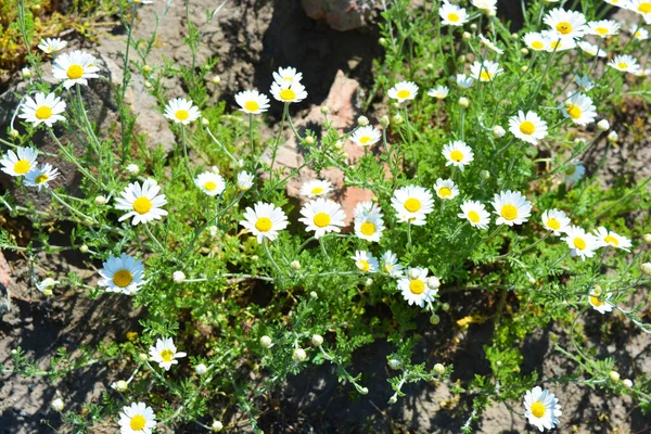 Parlak Tarlalar Şifalı Bitkiler Çiçekler Kamilla Matricaria Recutita Beyaz Yapraklı — Stok fotoğraf