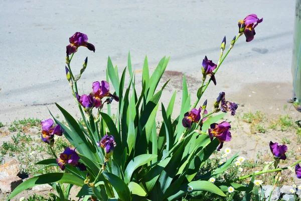 Grandes Fleurs Iris Velours Violet Royal Poussant Long Rue Plantes — Photo