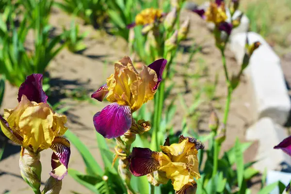 Helder Paars Gouden Irissen Met Exclusieve Bloemen Groeien Een Gele — Stockfoto