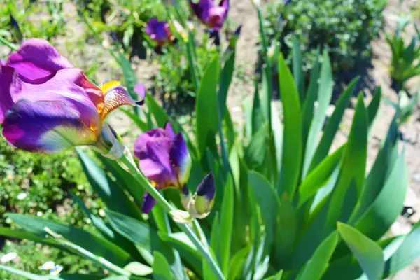 Koninklijke Grote Paarse Fluwelen Iris Bloemen Groeien Langs Straat Zelfgemaakte — Stockfoto