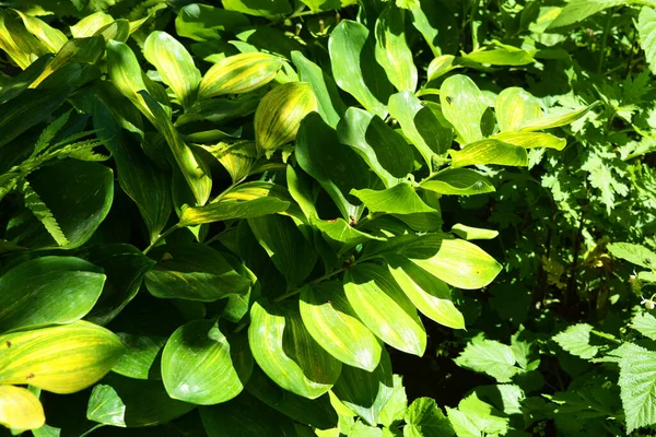 Dense Wide Green Oval Leaves Bluebell Flowers Yellow Stains Sunlight — Stock Photo, Image