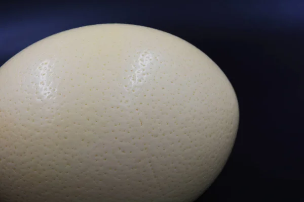 Siyah Arka Planda Büyük Bir Devekuşu Yumurtası Var — Stok fotoğraf