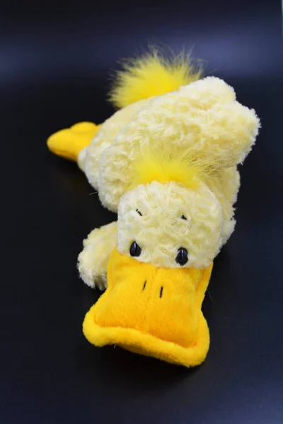 Weiches Lustiges Spielzeug Lockige Gelbe Ente Auf Schwarzem Hintergrund Stockbild