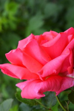 Evin bahçesindeki sokakta açan parlak turuncu pembe çiçekli zarif bir ev yapımı gül..