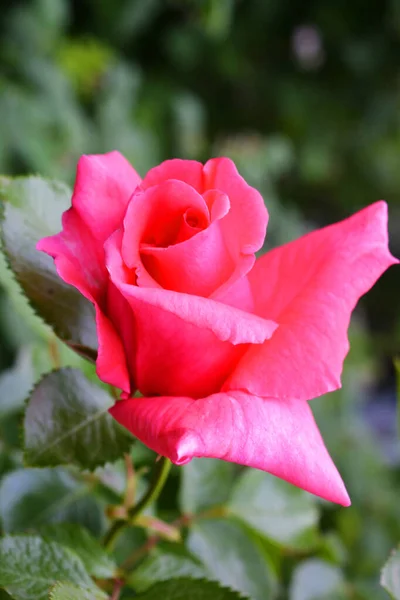 Una Elegante Rosa Casera Con Hermoso Brote Rosa Naranja Brillante — Foto de Stock
