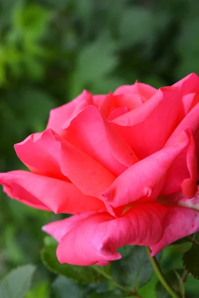 Una Elegante Rosa Casera Con Hermoso Brote Rosa Naranja Brillante — Foto de Stock