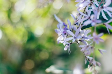 Doğa ışık menekşe minik çiçekler.