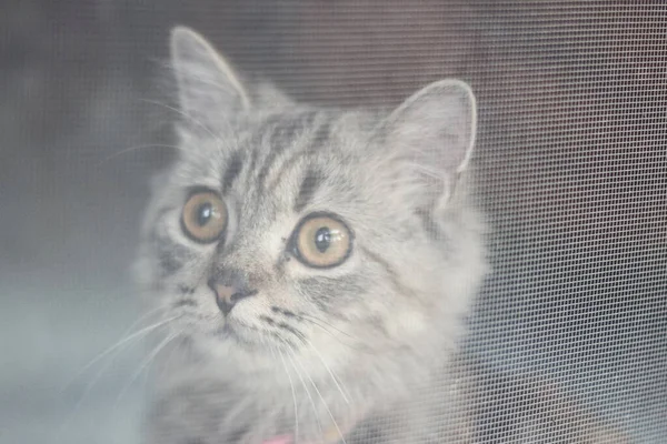 Um gato persa deitado no chão. — Fotografia de Stock