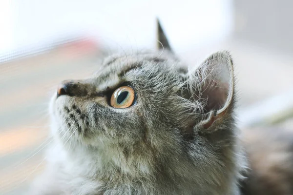 Um gato persa deitado no chão. — Fotografia de Stock