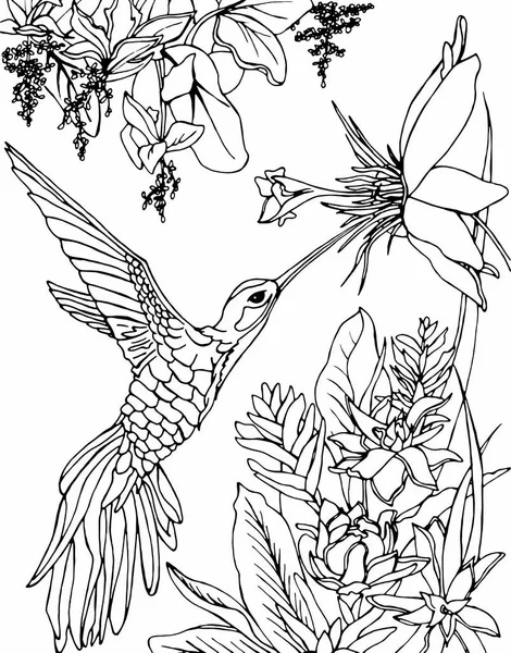 Kolibri fliegt unter den Blumen und trinkt Nektar. Zentangle, Doodle und Line Art. Malbuch für Erwachsene. Stockillustration