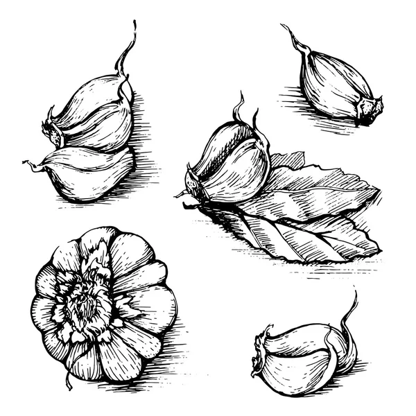 Vektor handgezeichnetes Knoblauchset mit Lorbeerblatt. Kräuter und Gewürze Skizze Illustration isoliert auf weißem Hintergrund — Stockvektor