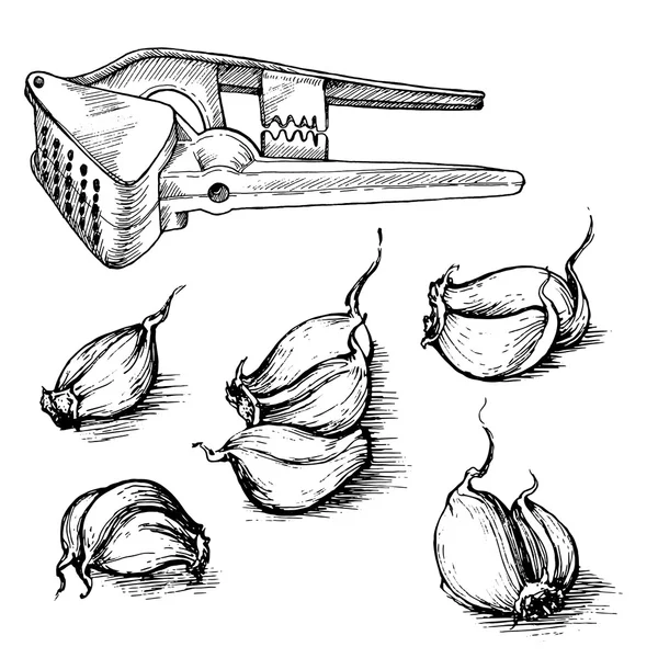 Set de dientes de ajo vectorial dibujado a mano con prensa. Ilustración de bocetos de especias aisladas sobre fondo blanco — Archivo Imágenes Vectoriales