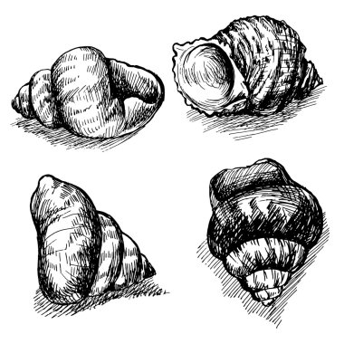 Beyaz arka plan üzerinde izole deniz kabuklarını vektör çizimi.