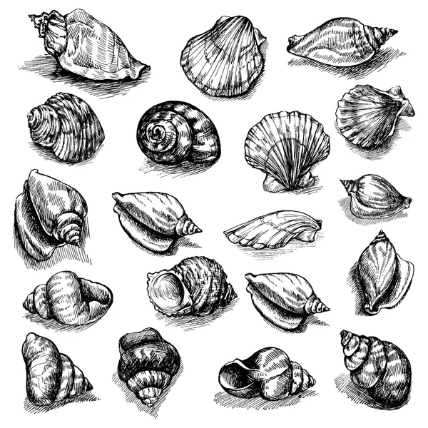 Grande coleção vetorial de conchas marinhas esboçadas isoladas em fundo branco. Conjunto de animais marinhos desenhados à mão . — Vetor de Stock