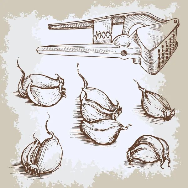 Vektor handgezeichneten Knoblauch Set. Vintage-Retro-Hintergrund mit skizzierten Knoblauch. Illustration von Küchenkräutern und Gewürzen. — Stockvektor