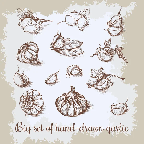 Vector hand getrokken grote knoflook set. Vintage retro achtergrond met getekende garlics. Keuken kruiden en specerijen illustratie. — Stockvector