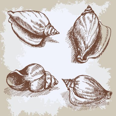 Deniz kabuklarını çizilmiş vektör grafik vintage asitle eskiz, sualtı sanatsal deniz süsleme, tasarım kartı, duvar kağıdı, kağıt ambalaj dekoratif doku için el