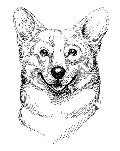 Vetor desenhado à mão retrato esboço de galês corgi pembroke. mão desenhado doméstico animal de estimação cão ilustração isolado no fundo branco. — Vetor de Stock