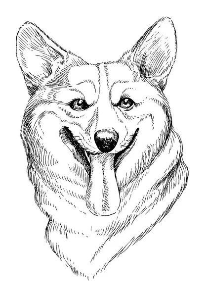 Retrato dibujado a mano vectorial de pembroke corgi galés. Ilustración de perro doméstico dibujado a mano aislado sobre fondo blanco. — Archivo Imágenes Vectoriales