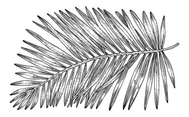 El çizimi tropik palmiye yaprakları. Beyaz arka planda çizim. Tekstil, yüzey tasarımı ya da afiş için egzotik oyma dekorasyonu. Boyama kitabı için harika bir şablon