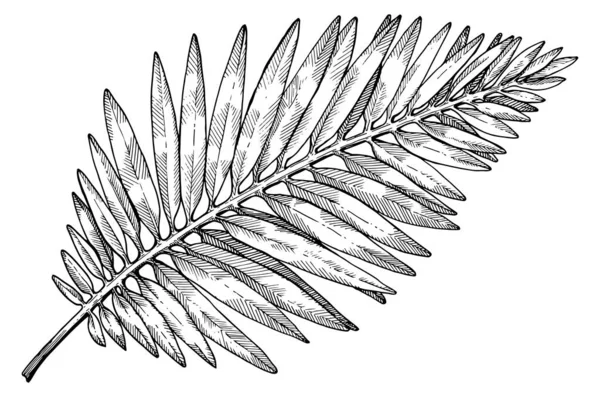 Handgetekende Tropische Palmbladeren Schets Witte Achtergrond Exotische Graveerdecoratie Voor Textiel — Stockvector